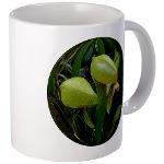 Darlingtonia Californica,pitcher plant/cobra plant/carnivorous plant