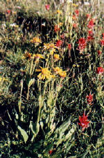 mt. shasta meadow flowers